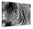 AFRIKA ZEBRA OBRAZ DO OBÝVAČKY 150x100