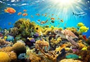 FOTOTAPETA OCEAN REEF CORAL 300x210cm b-A-0002-a-a