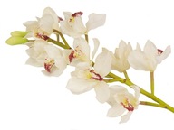 ORCHIDEA ORCHIDEA CYMBÍDIUM biela 85 cm