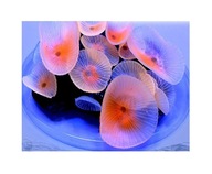 AZOO NEON CORAL (AZ27227) Discosoma Pink