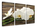 OBRAZ TRIPTIQUE ORCHIDOVÉ BAMBUSOVÉ TRIPTIKY 120x80