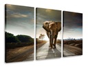 OBRAZOVÝ TRIPTYCH AFRIKA TRIPTYCH SLON 165x100