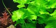 Zelený lotos TAIWAN YOUNG Nymphoides hydrophylla