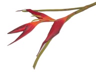 HELIKONIA HELICONIA veľká luxusná červená 125 cm