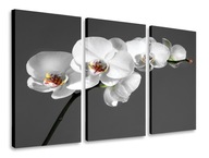 OBRAZOVÉ TRYPTIKY BIELE ORCHIDOVÉ TRIPTIKY 120x80