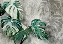 FOTOTAPETA MONSTERA VARIEGATA 300x210 b-C-0893-a-a