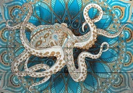 FOTOTAPETA MANDALA OCTOPUS 400x280 g-A-0142-a-a