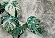 FOTOTAPETA MONSTERA VARIEGATA 250x175 b-C-0893-a-a