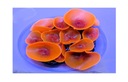 AZOO NEON CORAL (AZ27224) Discosoma Orange