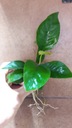 Anubias BARTERI SEEDLINS - akcia!!!