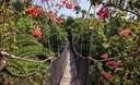 Fototapeta BRIDGE FOREST BRIDGE premium FLOWERS 3D 254x184