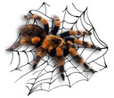 NÁLEPKA GRAFIKA PAVÚK SPIDER TARANTULA VEĽKÁ UV