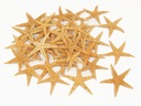 STARSTAR SEA SHELLS veľké 8-10 cm 50 kusov