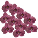 10ks VAFLE ORCHIDEA Bordo OZDOBA NA TORTU 8cm