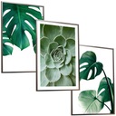 50x40 RÁMOVÉ OBRAZY PLAGÁTY RÁM MONSTERA CACTUS