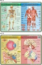 Vzdelávacie podložky x10 ANATÓMIA ĽUDSKÝCH ZVIERAT