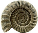 Back To Nature Aquarium Modul Ammonite Fossil