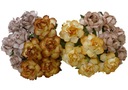 Flowers Roses cottage mix natural - 20 ks 30 mm