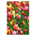 Plagáty 62x93 Farebné tulipány na lúke