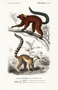 Plagát, rytina - Lemur 40x26 madagaskarské zvieratá