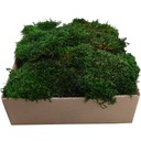 Plochý Moss PREMIUM Natural Green Cardboard 0,25 m2