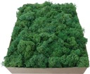 Odrezky machu Forest Green Kartón 1kg