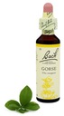 13. GORSE / Gorse 20 ml Nelson Bach