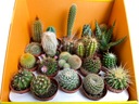 CACTI Set Mix 5 ks CACTUS OPUNCIA SUCULENT