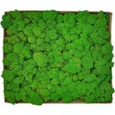 Moss Crabotek PREMIUM Light Apple Green 600g