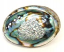 Ozdobná ulita - Abalone 12-14 cm