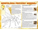 VEĽKÁ náučná tabuľa MORFOLOGY OF THE VČELY F224