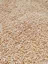 Triticale pre holuby 25kg