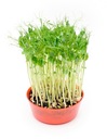 Microgreens BOOGIE PEAS 500 g