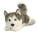 Plyšový pes husky Plyšová hračka KVALITA 28 cm