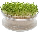 BASIL Green - Microgreens, pre klíčky 100g