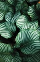 Fototapeta Calathea okrúhlolistá 175x115 do obývačky