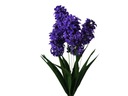 HYACINTOVÉ KYTIČE FIALOVÉ JARNÉ HYACINTY