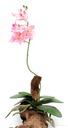 Rastlina R020 do terária 40cm orchidea s kvetom