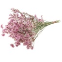 Limonium NATURAL PINK sušené kvety