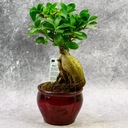 Ficus Bonsai Strom VEĽKOSŤ L 26cm LES V DAR