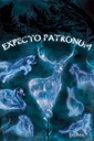 Plagát Harry Potter Expecto Patronum 61x91,5 cm