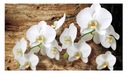 Fototapeta ORCHID FLOWER NATURE do obývačky 254x184