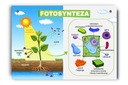 Náučná tabuľa Proces fotosyntézy rastlín A4