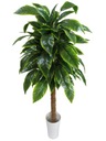 Umelé kvety Calathea Tree 120 cm