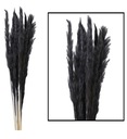 Pampas tráva čierny Mace 65-75cm