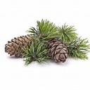 BOROVIA ESENCIÁLNY OLEJ PINE SYLVESTRIS - 100, ml