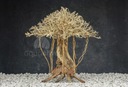 Aquasilva Adasonia L aqua bonsai strom naplaveného dreva