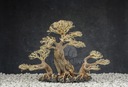 Aquasilva Pilliga aqua bonsai strom naplaveného dreva