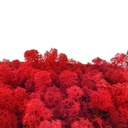 Red Reindeer Moss 500 PREMIUM