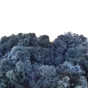 Reindeer Moss Navy Blue 380G NET